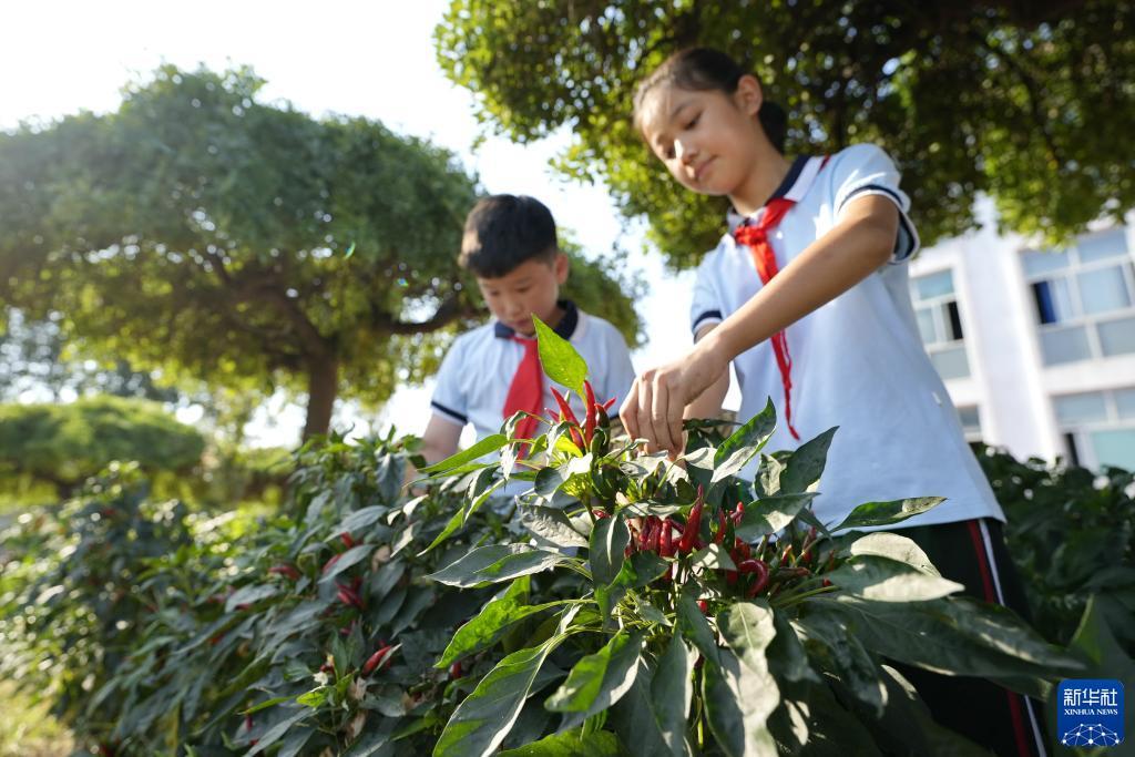 大宝电子游戏